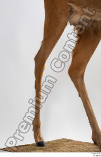 Deer Doe 2 leg 0009.jpg